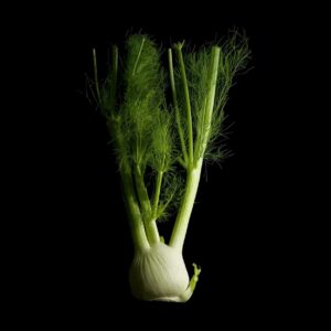 Fenouil Zéfa Fino semences graines commande en ligne bretagne