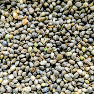 Chanvre dioica88 semences graines commande en ligne bretagne