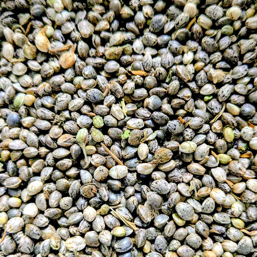 Chanvre dioica88 semences graines commande en ligne bretagne