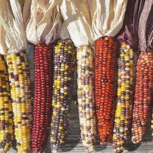 maïs plant commande en ligne bretagne