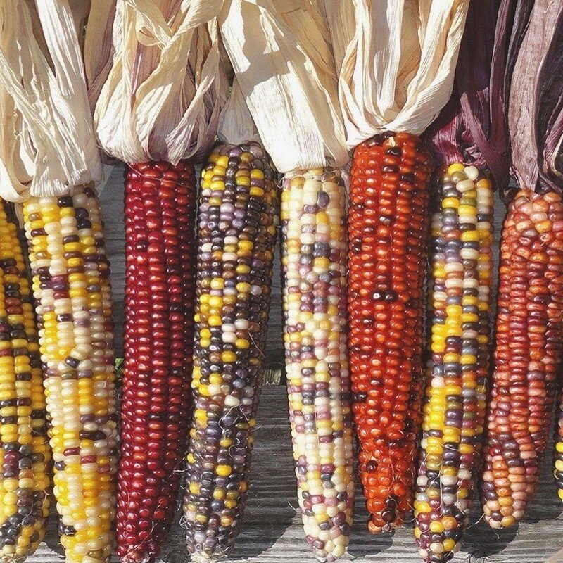 maïs plant commande en ligne bretagne