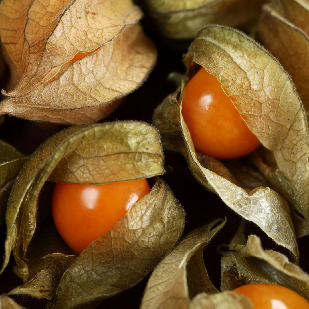 Physalis Gallo Rosso plant potager commande en ligne bretagne