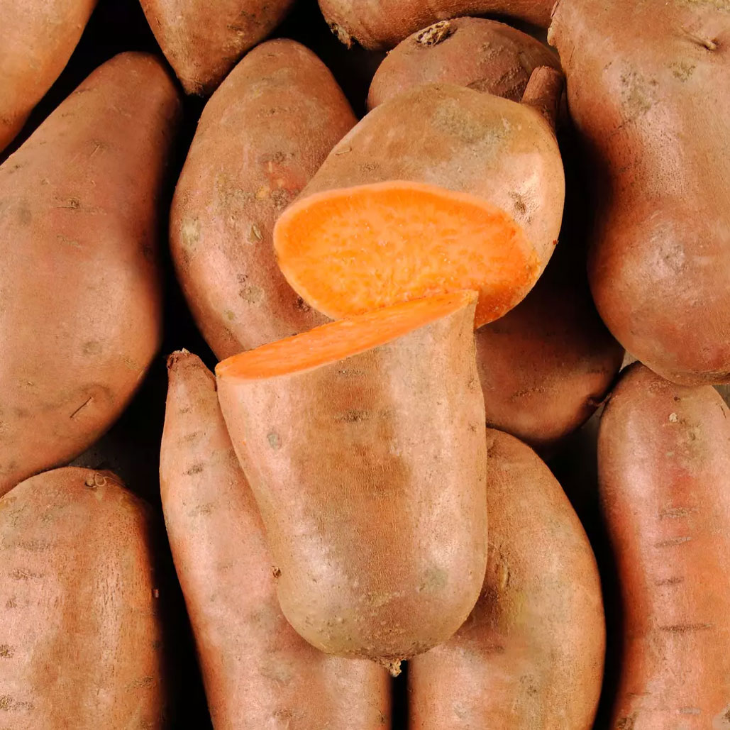 patate douce orange plant potager bio commande en ligne bretagne evran dinan