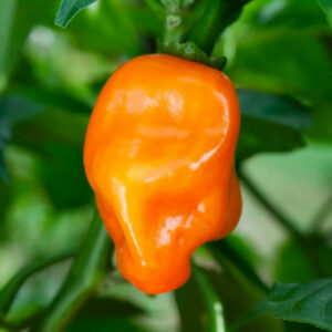 piment habanero orange plant potager bio commande en ligne bretagne evran dinan