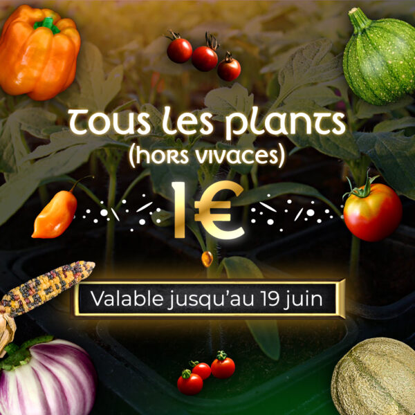 plant potager bio commande en ligne bretagne evran dinan promo