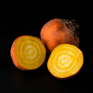 semence betterave boldor graines semences paysannes bio commande en ligne bretagne evran dinan