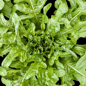 Laitue à couper Cressonnette Marocaine graines semences paysannes bio commande en ligne bretagne evran dinan