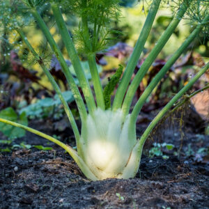 fenouil potager bio commande en ligne bretagne evran dinan