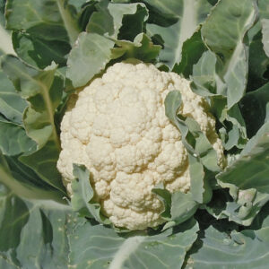 chou fleur potager bio commande en ligne bretagne evran dinan