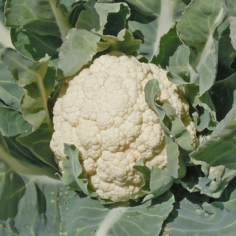 chou fleur potager bio commande en ligne bretagne evran dinan