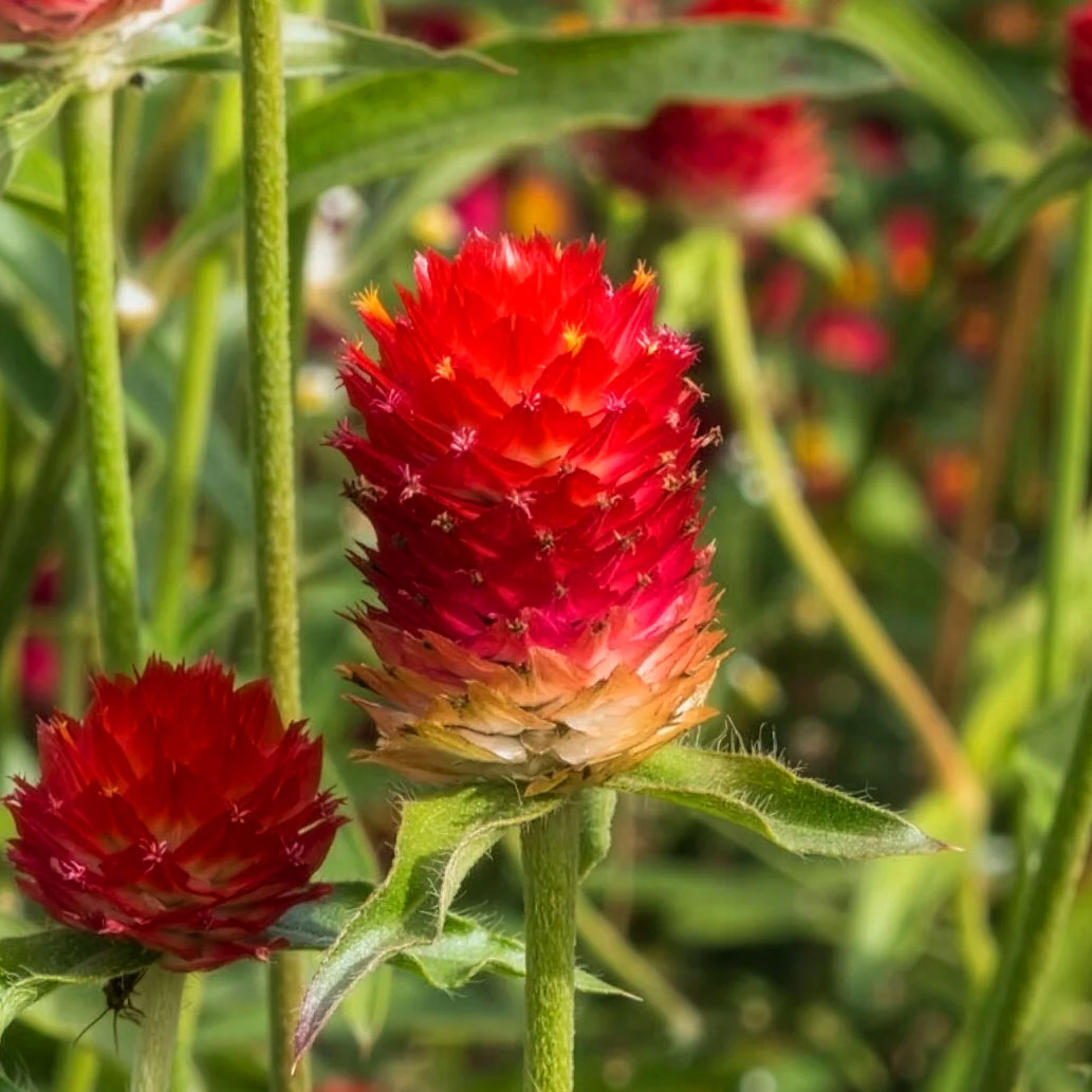 Amarantines fleurs graines semences paysannes bio commande en ligne bretagne evran dinan