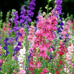 Delphinium consolida Imperial fleurs graines semences paysannes bio commande en ligne bretagne evran dinan