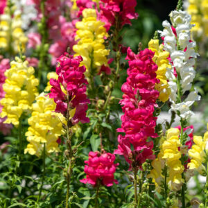 Mufliers en mélange fleurs graines semences paysannes bio commande en ligne bretagne evran dinan