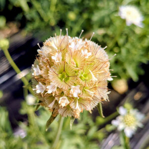 Scabieuse étoilée fleurs graines semences paysannes bio commande en ligne bretagne evran dinan