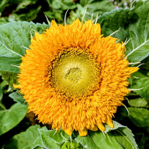 Tournesol Ours en peluche fleurs graines semences paysannes bio commande en ligne bretagne evran dinan