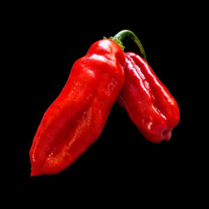 Piment Végétarien graines semences paysannes bio commande en ligne bretagne evran dinan